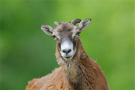 simsearch:700-08519408,k - Portrait of Old Female European Mouflon (Ovis orientalis musimon), Hesse, Germany, Europe Photographie de stock - Premium Libres de Droits, Code: 600-06803940