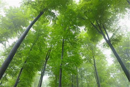 Beech forest (Fagus sylvatica) in early morning mist, Spessart, Bavaria, Germany, Europe Stock Photo - Premium Royalty-Free, Code: 600-06841679