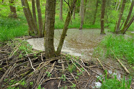 pond top view - Beaver dam from European beaver (Castor fiber), Hesse, Germany, Europe Stock Photo - Premium Royalty-Free, Code: 600-06841688