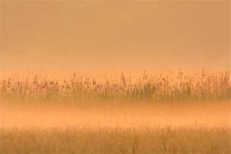 simsearch:600-06841701,k - Reed Belt in Morning Mist at Sunrise, Hesse, Germany, Europe Stock Photo - Premium Royalty-Free, Code: 600-06841689