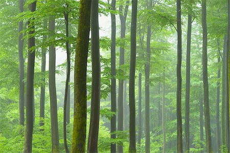 Beech forest (Fagus sylvatica) in early morning mist, Spessart, Bavaria, Germany, Europe Foto de stock - Sin royalties Premium, Código: 600-06841681