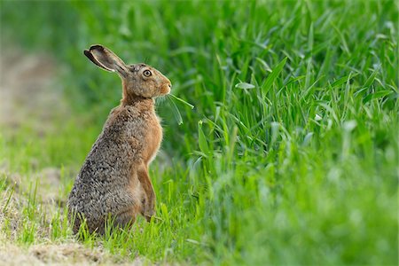 European brown hare (Lepus europaeus) near grain field, Summer, Hesse, Germany, Europe Foto de stock - Sin royalties Premium, Código: 600-06841694
