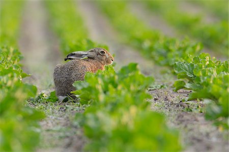 eat vegetables - European brown hare (Lepus europaeus) in Sugar Beet Field, Hesse, Germany, Europe Stock Photo - Premium Royalty-Free, Code: 600-06841706