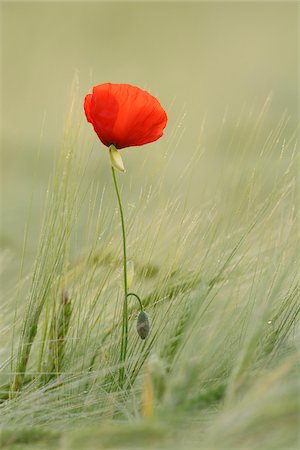 stem (botanical) - Red Poppy (Papaver rhoeas) in Barley Field, Hesse, Germany, Europe Stock Photo - Premium Royalty-Free, Code: 600-06841708