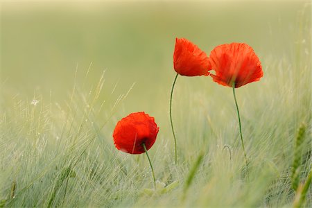 farm crops - Red Poppies (Papaver rhoeas) in Barley Field, Hesse, Germany, Europe Photographie de stock - Premium Libres de Droits, Code: 600-06841709