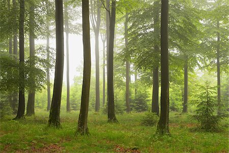 spessart - Beech forest (Fagus sylvatica) in early morning mist, Spessart, Bavaria, Germany, Europe Photographie de stock - Premium Libres de Droits, Code: 600-06841714