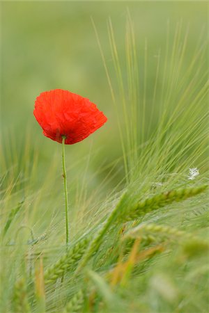papaverales - Red Poppy (Papaver rhoeas) in Barley Field, Hesse, Germany, Europe Stock Photo - Premium Royalty-Free, Code: 600-06841710