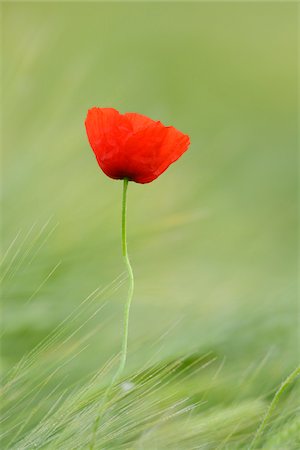 flower crops images - Red Poppy (Papaver rhoeas) in Barley Field, Hesse, Germany, Europe Stock Photo - Premium Royalty-Free, Code: 600-06841711