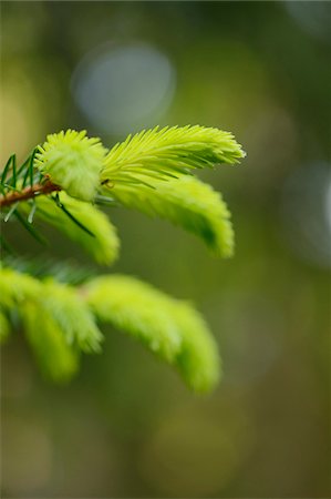 Close-up of Shoots of Norway Spruce (Picea abies) in Forest in Spring, Upper Palatinate, Bavaria, Germany Photographie de stock - Premium Libres de Droits, Code: 600-06841784