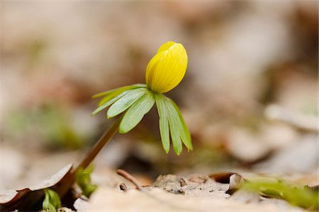 david & micha sheldon - Close-up of Winter Aconite (Eranthis hyemalis) in Early Spring, Upper Palatinate, Bavaria, Germany Foto de stock - Sin royalties Premium, Código: 600-06841785