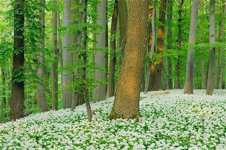 Ramsons (Allium ursinum) in European Beech (Fagus sylvatica) Forest in Spring, Hainich National Park, Thuringia, Germany Photographie de stock - Premium Libres de Droits, Code: 600-06841794