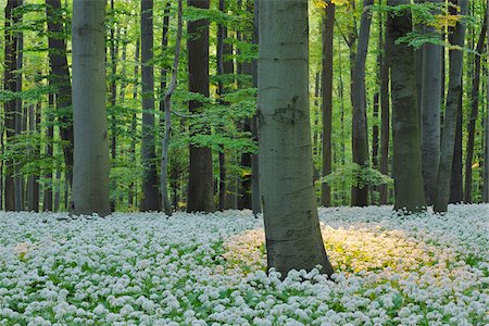 Ramsons (Allium ursinum) in European Beech (Fagus sylvatica) Forest in Spring, Hainich National Park, Thuringia, Germany Photographie de stock - Premium Libres de Droits, Code: 600-06841795