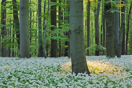 Ramsons (Allium ursinum) in European Beech (Fagus sylvatica) Forest in Spring, Hainich National Park, Thuringia, Germany Foto de stock - Royalty Free Premium, Número: 600-06841795