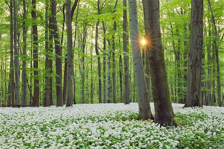 forest park - Ramsons (Allium ursinum) in European Beech (Fagus sylvatica) Forest in Spring, Hainich National Park, Thuringia, Germany Photographie de stock - Premium Libres de Droits, Code: 600-06841796