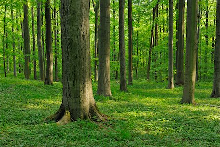 European Beech (Fagus sylvatica) Forest in Spring, Hainich National Park, Thuringia, Germany Foto de stock - Sin royalties Premium, Código: 600-06841792