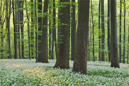 simsearch:600-06841796,k - Ramsons (Allium ursinum) in European Beech (Fagus sylvatica) Forest in Spring, Hainich National Park, Thuringia, Germany Stockbilder - Premium RF Lizenzfrei, Bildnummer: 600-06841804