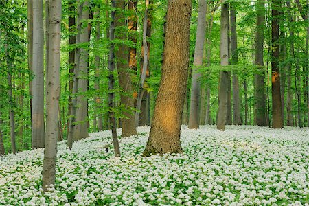 Ramsons (Allium ursinum) in European Beech (Fagus sylvatica) Forest in Spring, Hainich National Park, Thuringia, Germany Photographie de stock - Premium Libres de Droits, Code: 600-06841805