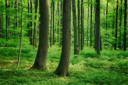 European Beech (Fagus sylvatica) Forest in Spring, Hainich National Park, Thuringia, Germany Stockbilder - Premium RF Lizenzfrei, Bildnummer: 600-06841802