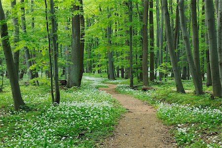 Footpath through Ramsons (Allium ursinum) in European Beech (Fagus sylvatica) Forest in Spring, Hainich National Park, Thuringia, Germany Foto de stock - Sin royalties Premium, Código: 600-06841846
