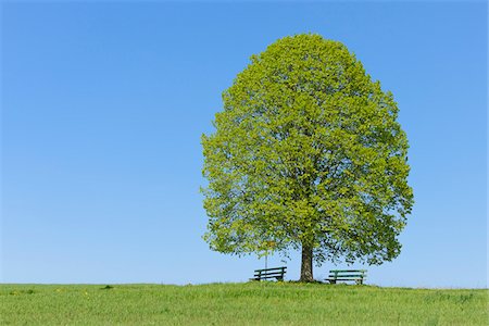 scenic and spring season - Lime Tree in Meadow with Benches in Spring, Canton of Bern, Switzerland Stock Photo - Premium Royalty-Free, Code: 600-06841848