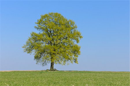 field with tree - Oak Tree (Quercus) in Meadow in Spring, Bavaria, Germany Stock Photo - Premium Royalty-Free, Code: 600-06841849