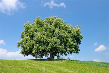 sky cloud tree field not storm not africa not people not building not city - Horse Chestnut Tree (Aesculus hippocastanum) in Bloom in Springtime, Switzerland Stock Photo - Premium Royalty-Free, Code: 600-06841842