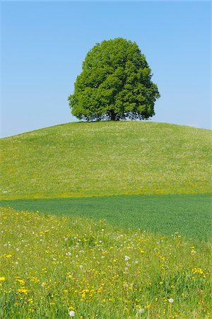 seul (solitude) - Lime Tree on Hill in Meadow, Canton of Bern, Switzerland Photographie de stock - Premium Libres de Droits, Code: 600-06841843