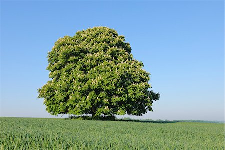 Horse Chestnut Tree (Aesculus hippocastanum) in Bloom in Spring, Bavaria, Germany Fotografie stock - Premium Royalty-Free, Codice: 600-06841855