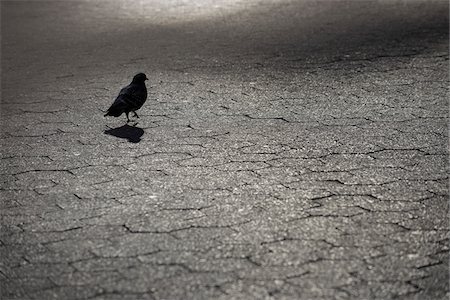 Silhouette of Pigeon on Cobblestones, Lower Manhattan, Manhattan, New York City, New York State, USA Photographie de stock - Premium Libres de Droits, Code: 600-06841856