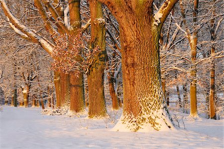 Sunlight on Row of Trees at Sunrise in Winter, Bavaria, Germany Foto de stock - Sin royalties Premium, Código: 600-06841859
