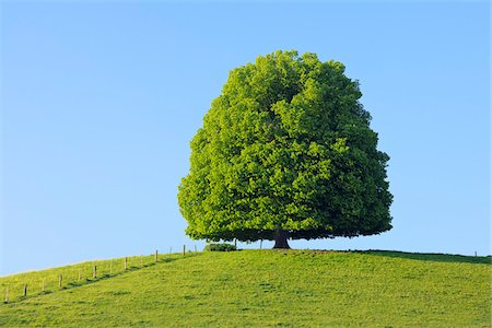 single landscape - Lime Tree in on Hill in Meadow, Canton of Bern, Switzerland Stock Photo - Premium Royalty-Free, Code: 600-06841883