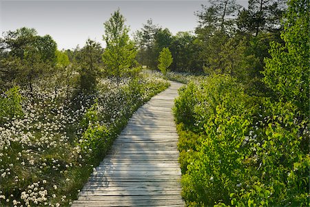 simsearch:600-06894810,k - Boardwalk through Black Moor, UNESCO Biosphere Reserve, Rhon Mountains, Bavaria, Germany Stock Photo - Premium Royalty-Free, Code: 600-06894795