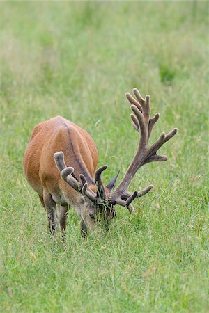 Red Deer (Cervus elaphus) Grazing in Field in Summer, Bavaria, Germany Foto de stock - Sin royalties Premium, Código: 600-06894796