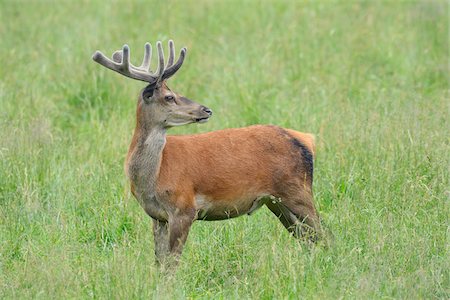 rothirsch - Red Deer (Cervus elaphus) in Field in Summer, Bavaria, Germany Foto de stock - Sin royalties Premium, Código: 600-06894797