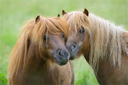 portrait animal - Close-up of Horses Nuzzling, Hesse, Germany Foto de stock - Sin royalties Premium, Código: 600-06894798