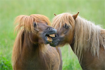 dientes - Portrait of Horses, Hesse, Germany Foto de stock - Sin royalties Premium, Código: 600-06894799