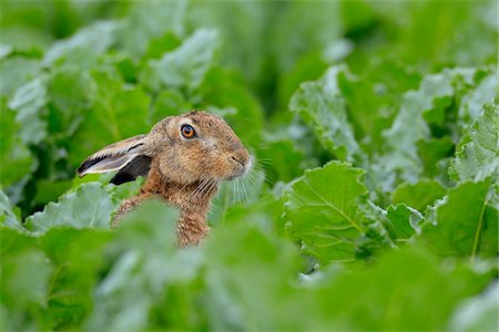 European Brown Hare (Lepus europaeus) in Sugar Beet Field, Hesse, Germany Fotografie stock - Premium Royalty-Free, Codice: 600-06894792