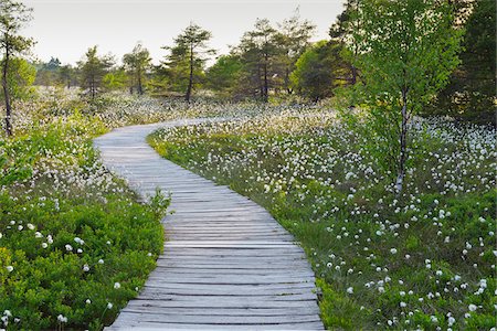 simsearch:600-06894789,k - Boardwalk through Black Moor, UNESCO Biosphere Reserve, Rhon Mountains, Bavaria, Germany Stock Photo - Premium Royalty-Free, Code: 600-06894806