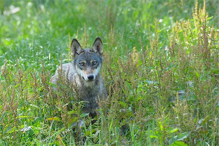 simsearch:700-08842579,k - Portrait of European Wolf (Canis lupus), Germany Fotografie stock - Premium Royalty-Free, Codice: 600-06894802