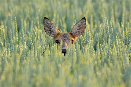 field of grain - Portrait of Roe Deer (Capreolus capreolus) Doe in Grain Field, Hesse, Germany Stock Photo - Premium Royalty-Free, Code: 600-06894811