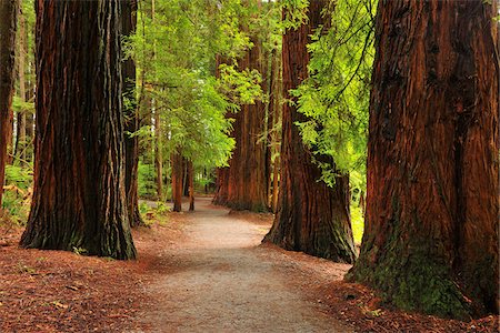 evergreens in forest - Path through Whakarewarewa Forest with Redwood Trees, near Rotorua, Bay of Plenty, North Island, New Zealand Stock Photo - Premium Royalty-Free, Code: 600-06894834