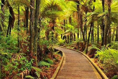 Ferns by Wooden Path in Whakarewarewa Forest, near Rotorua, Bay of Plenty, North Island, New Zealand Stock Photo - Premium Royalty-Free, Code: 600-06894836