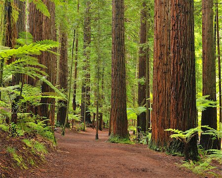 evergreens in forest - Path through Whakarewarewa Forest with Redwood Trees, near Rotorua, Bay of Plenty, North Island, New Zealand Stock Photo - Premium Royalty-Free, Code: 600-06894833