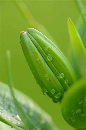 flower private garden nobody - Close-up of Lily Bud with Water Drops in Garden in Spring, Bavaria, Germany Stock Photo - Premium Royalty-Free, Code: 600-06894985