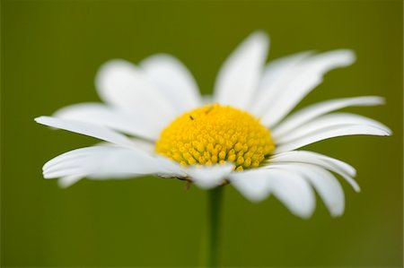Close-up of Oxeye Daisy (Leucanthemum vulgare) Blossom in Meadow in Spring, Bavaria, Germany Photographie de stock - Premium Libres de Droits, Code: 600-06894981