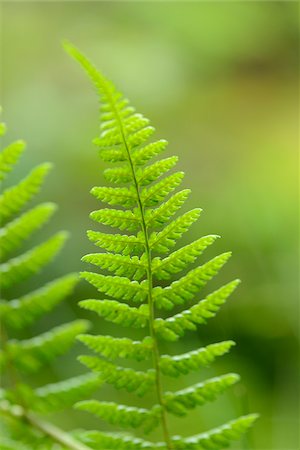 Close-up of Male Fern (Dryopteris filix-mas) Leaves in Forest, Upper Palatinate, Bavaria, Germany Foto de stock - Sin royalties Premium, Código: 600-06894993