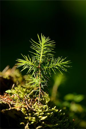 Close-up of Norway Spruce (Picea abies) Seedling in Forest, Upper Palatinate, Bavaria, Germany Stock Photo - Premium Royalty-Free, Code: 600-06895002