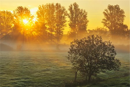 rayon (lumière naturelle) - Sunbeams break through Row of Trees in Morning, Flieden, Hesse, Germany Photographie de stock - Premium Libres de Droits, Code: 600-06899699