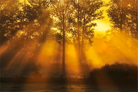 sunrays not illustration not people - Sun Shining through Trees with Morning Mist, Flieden, Hesse, Germany Stock Photo - Premium Royalty-Free, Code: 600-06899700