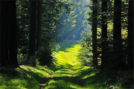 road nobody - Tire Tracks through Forest, Schleusegrund, Thuringian Forest, Thuringia, Germany Stock Photo - Premium Royalty-Free, Code: 600-06899714